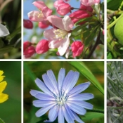 Bach Flower Remedies Online